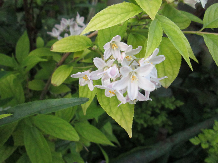 weigela