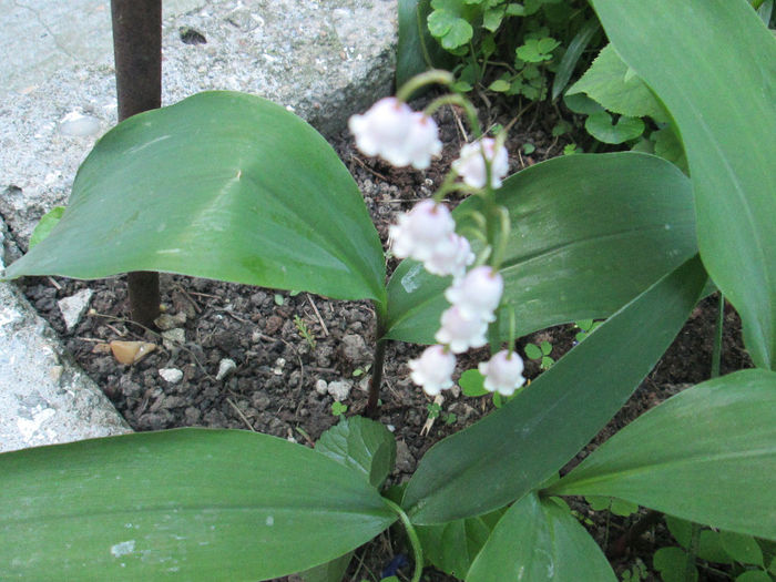 IMG_1677 - inceput de mai 2014