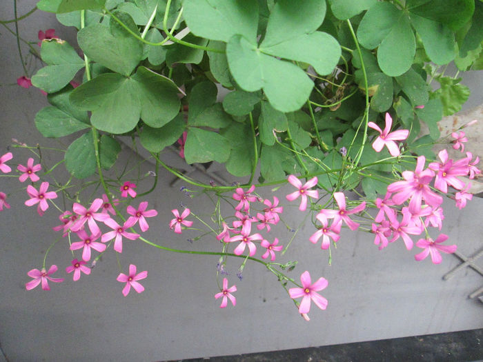 oxalis