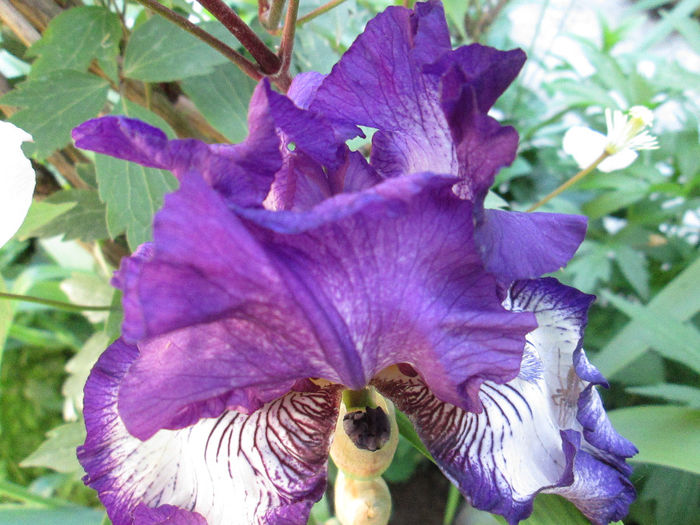 iris