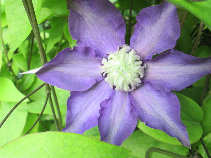 clematita
