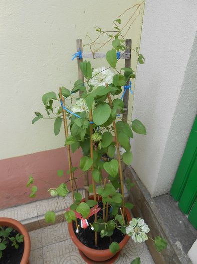 clematis Yuki Okoshi