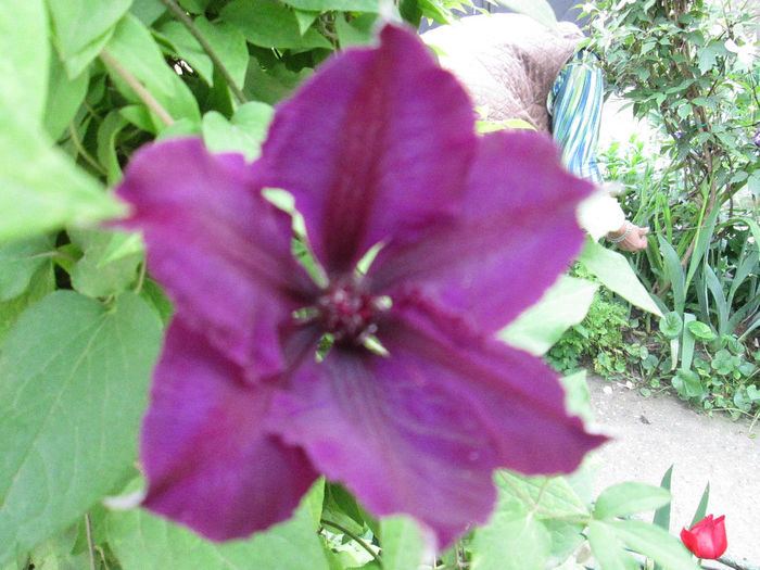 clematita