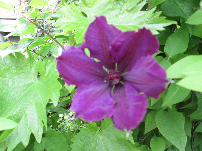 clematita