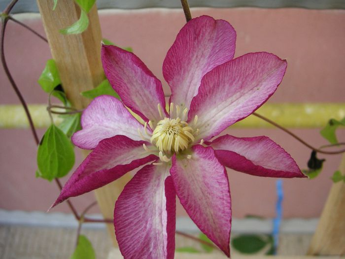 clematis Betty Risdon