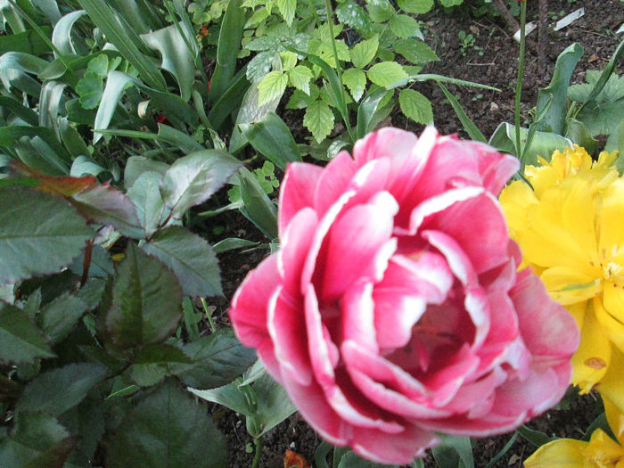 IMG_1503 - inceput de mai 2014