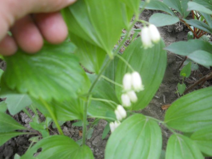 Polygonatum odoratum - Gradina flori 2014