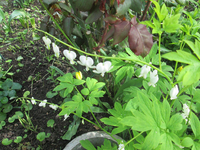 dicentra alba