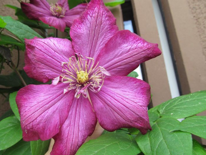  - Diverse 2 - Gradina cu flori