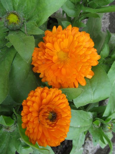 galbenele - Diverse 2 - Gradina cu flori