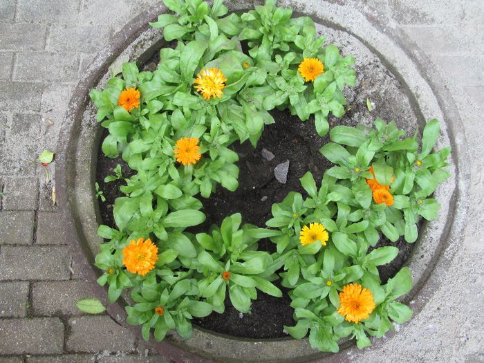  - Diverse 2 - Gradina cu flori