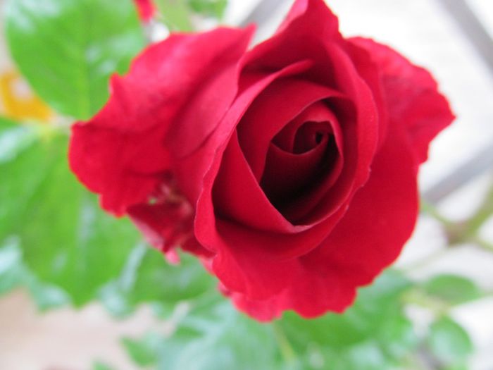  - Diverse 2 - Gradina cu flori