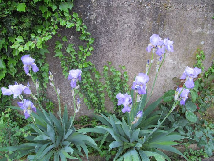 iris - Diverse 2 - Gradina cu flori