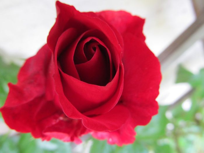 - Diverse 2 - Gradina cu flori