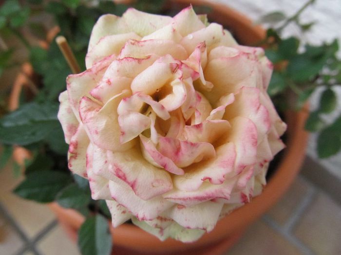 din portocaliu inchis - Diverse 3 - Diverse