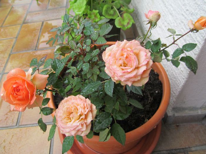  - Diverse 3 - Diverse