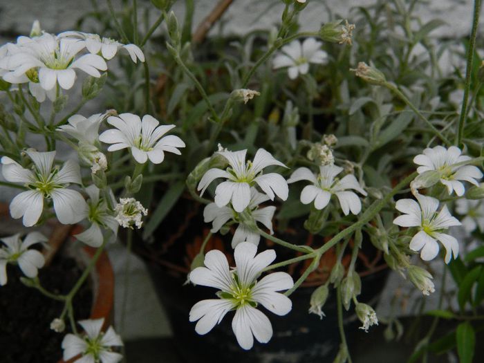 DSCN8787 silene Ileanap