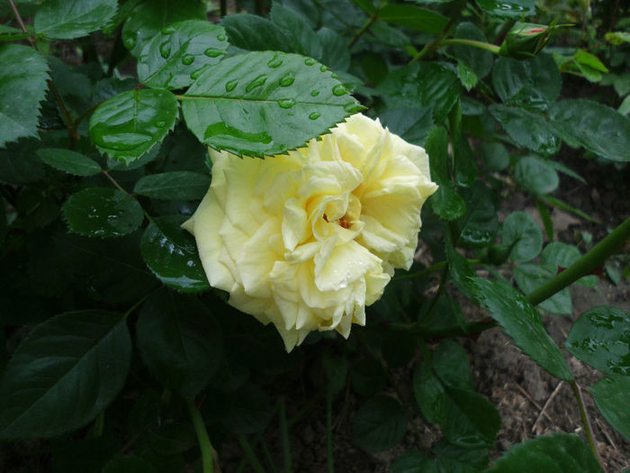 arthur bell - Trandafiri si clematite 2014