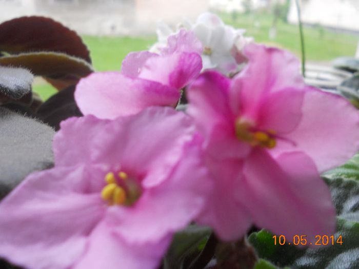 DSCN4975