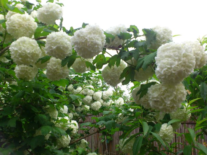 DSC_4887 - Viburnum sau Calin