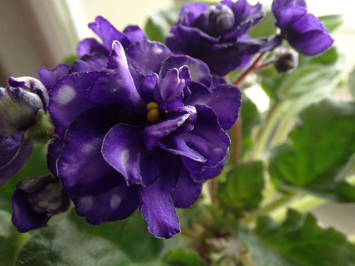 DSC00463 - Pat Tracey