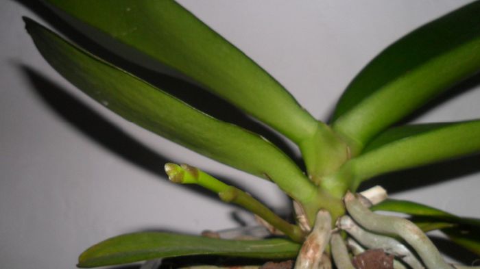 Evolutie phale 10 Mai 2014 002 - phalaenopsis