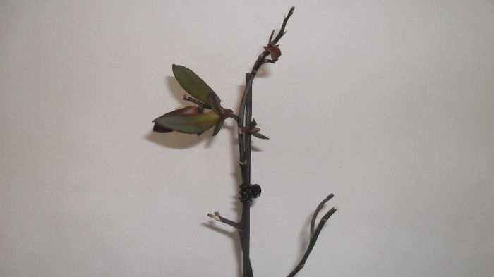 Evolutie phale 10 Mai 2014 004 - phalaenopsis