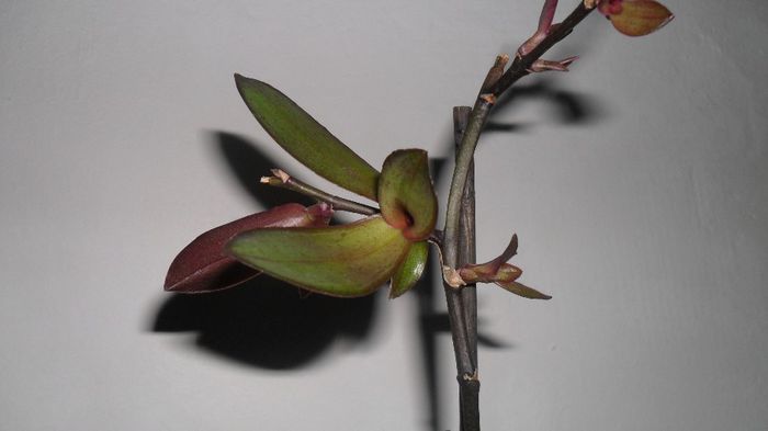 Evolutie phale 10 Mai 2014 005 - phalaenopsis