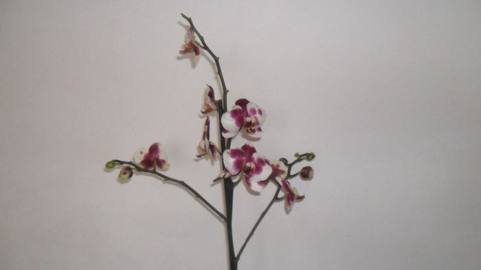 Evolutie phale 10 Mai 2014 011 - phalaenopsis