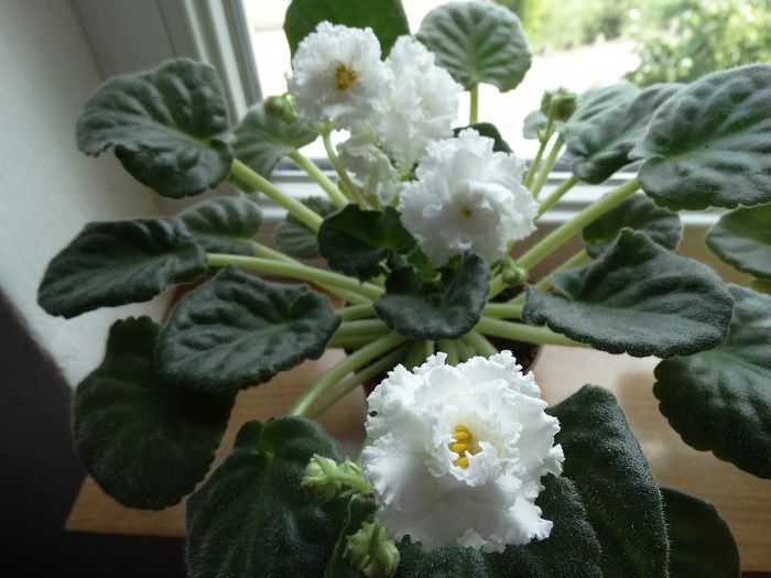 DSC00478 - RS Balerina