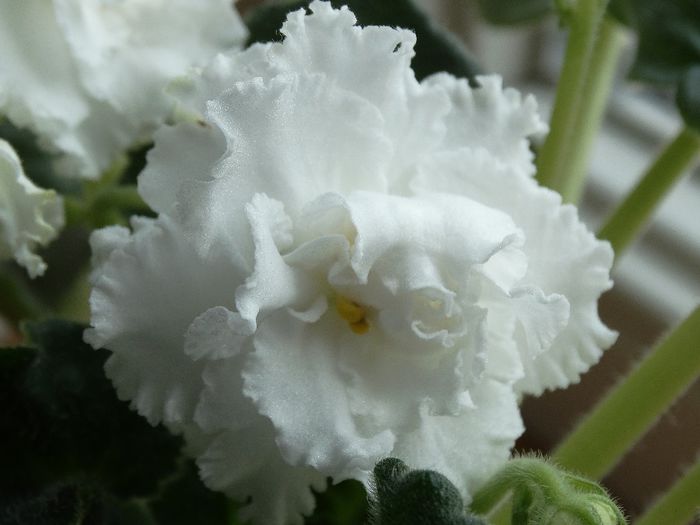 DSC00479 - RS Balerina