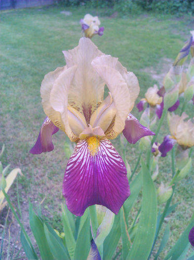 Iris - Flori - 2014