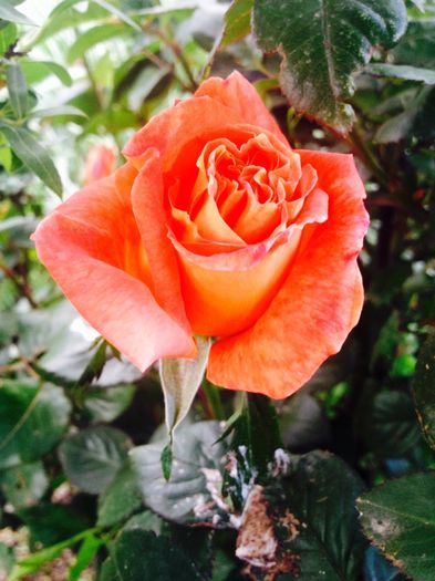 image - Flori - 2014