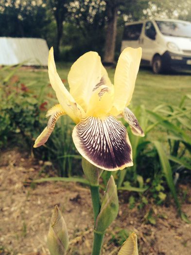 Iris Nibelungen - Flori - 2014