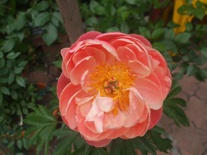 Coral Charm