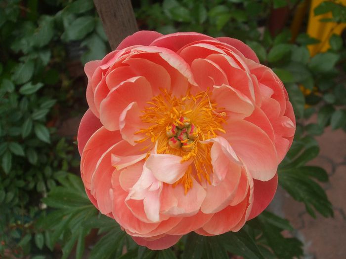 Coral Charm