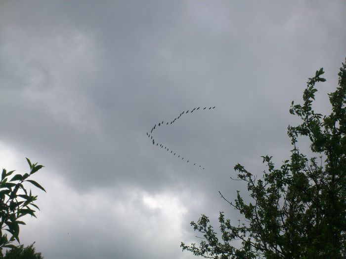 pelicani - PRIMAVARA 2014