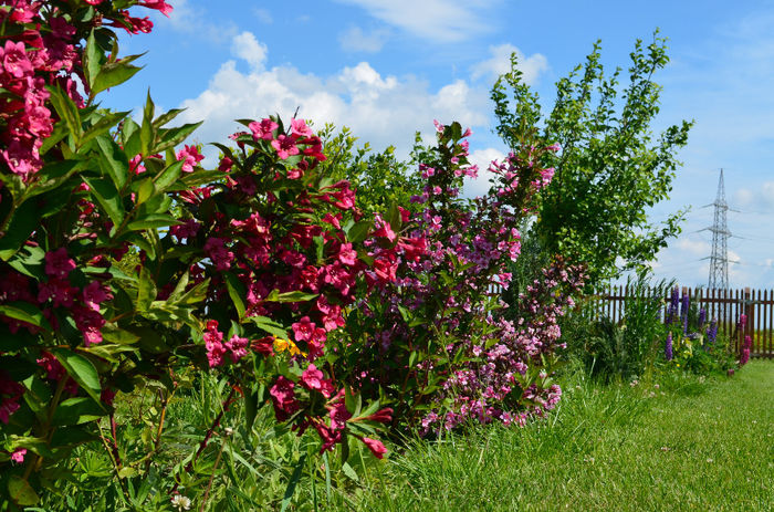 DSC_0633 - 10 mai 2014