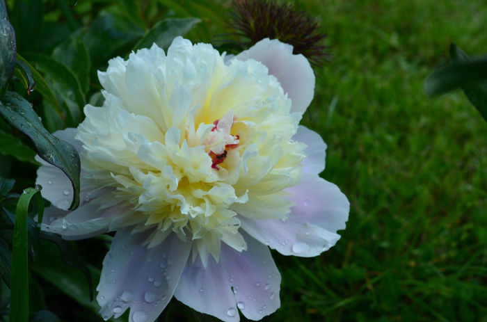 DSC_0676 - 10 mai 2014