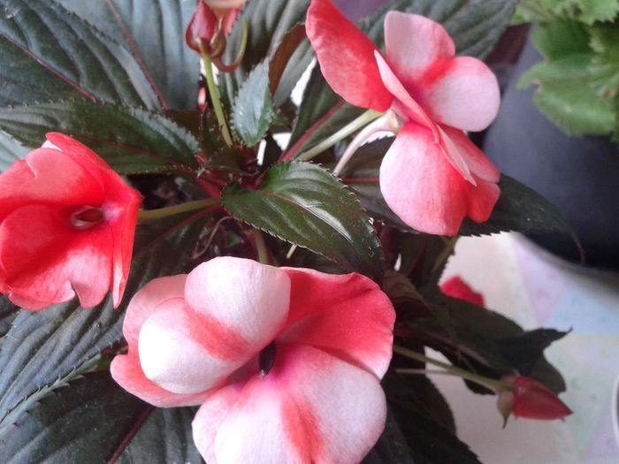 2014-05-10 13.18.20 - florile mele