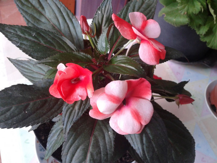 2014-05-10 13.18.12 - florile mele