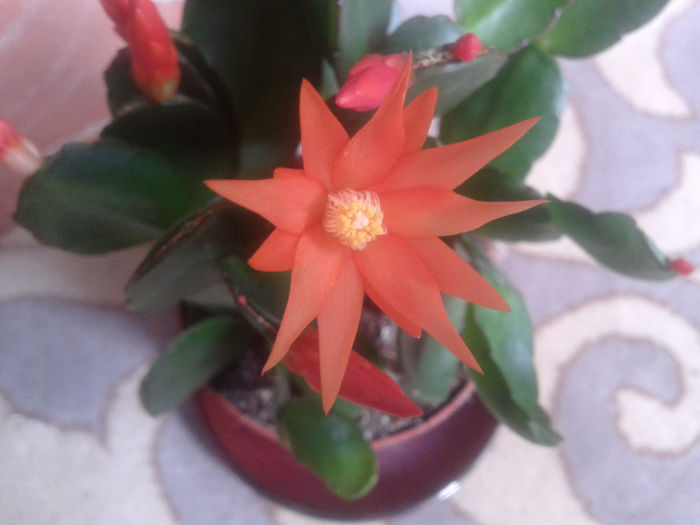 2014-05-10 11.53.13 - florile mele