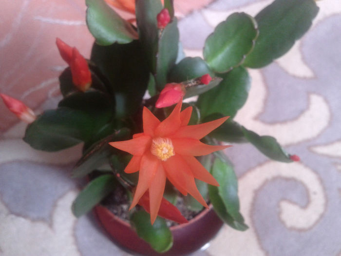 2014-05-10 11.53.02 - florile mele