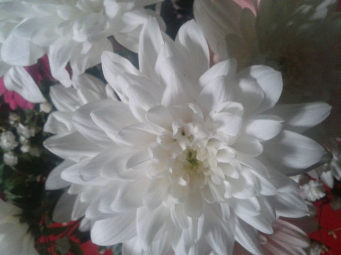 2014-05-04 18.44.08 - florile mele