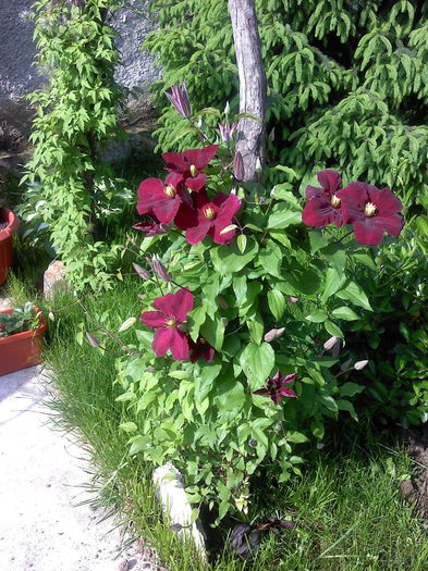 P090514_09.40_[01] - CLEMATIS 2012-2014