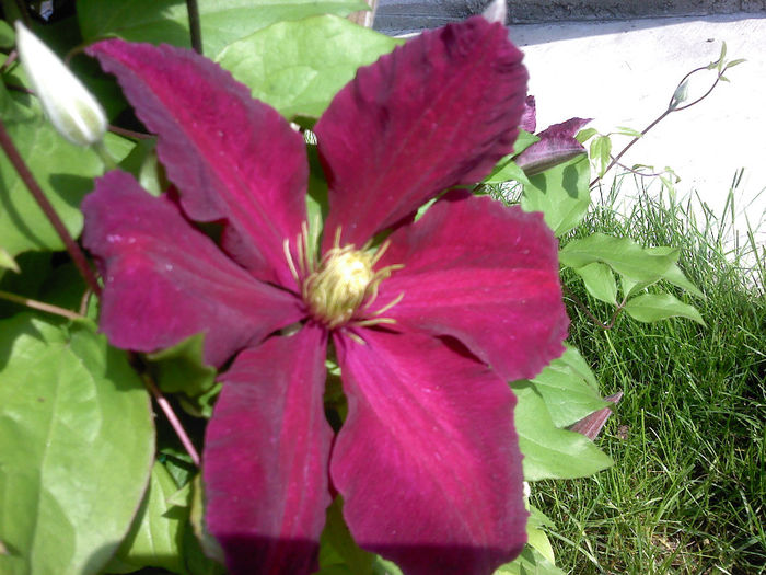 P090514_09.39_[01] - CLEMATIS 2012-2014