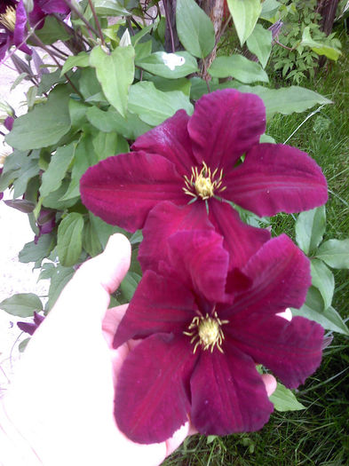 P090514_17.59 - CLEMATIS 2012-2014