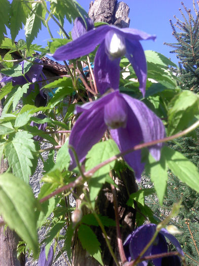 P080414_08.50 - CLEMATIS 2012-2014