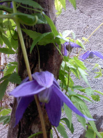 P180414_13.45_[01] - CLEMATIS 2012-2014