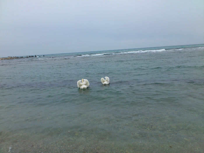 Lacul...scuze, Marea Lebedelor - Marea Neagra_Dobrogea